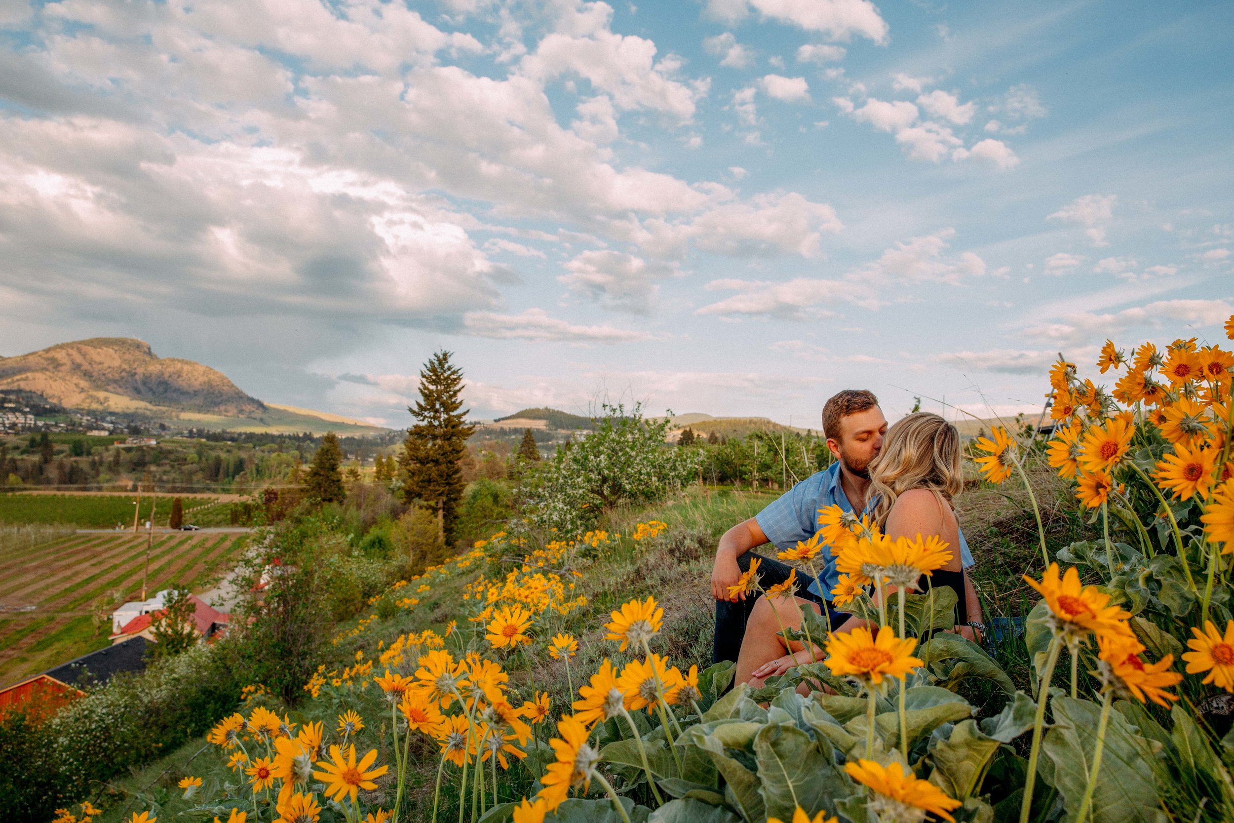 Arrowleaf Balsamroot engagement photographs