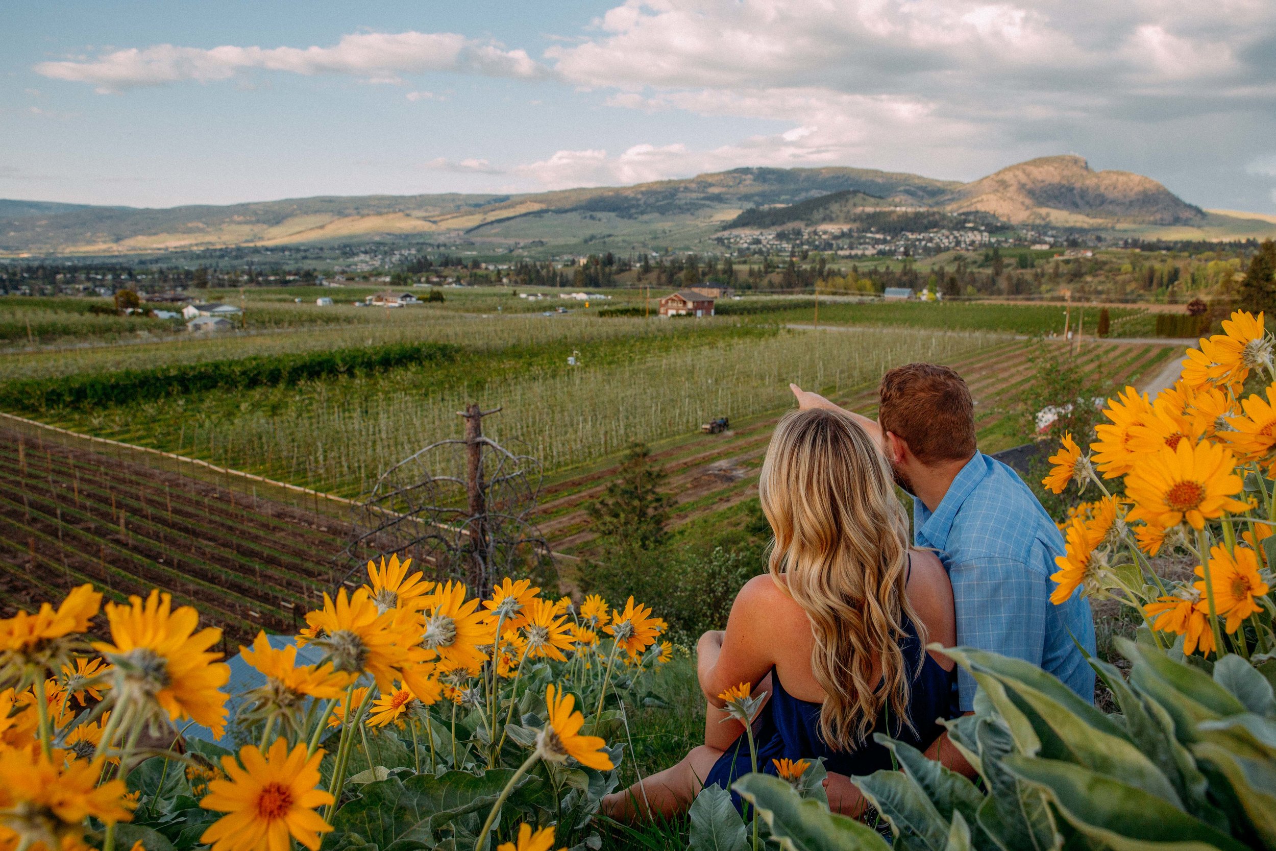 arrowleaf balsamroot engagement photographs in Kelowna