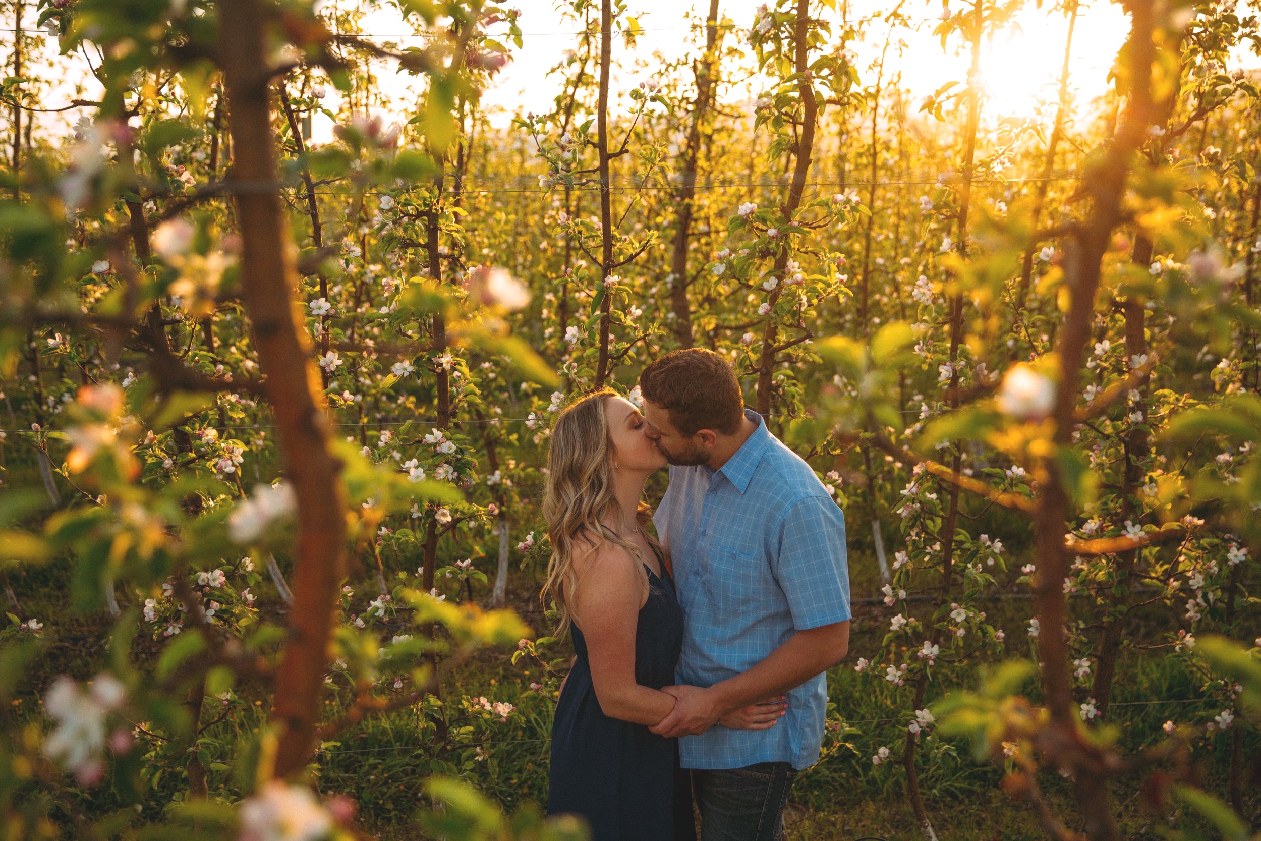 Apple tree engagement session in Kelowna