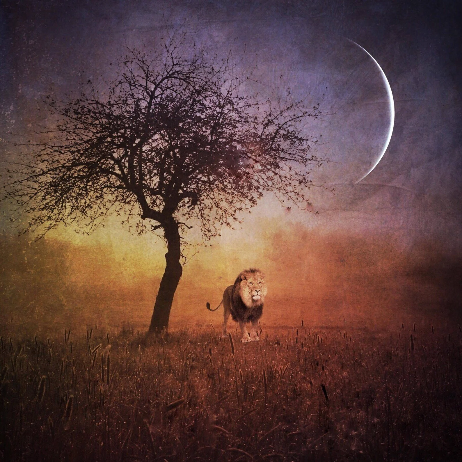 The 2026 Leo New Moon, Lammas, and Solar Total Eclipse