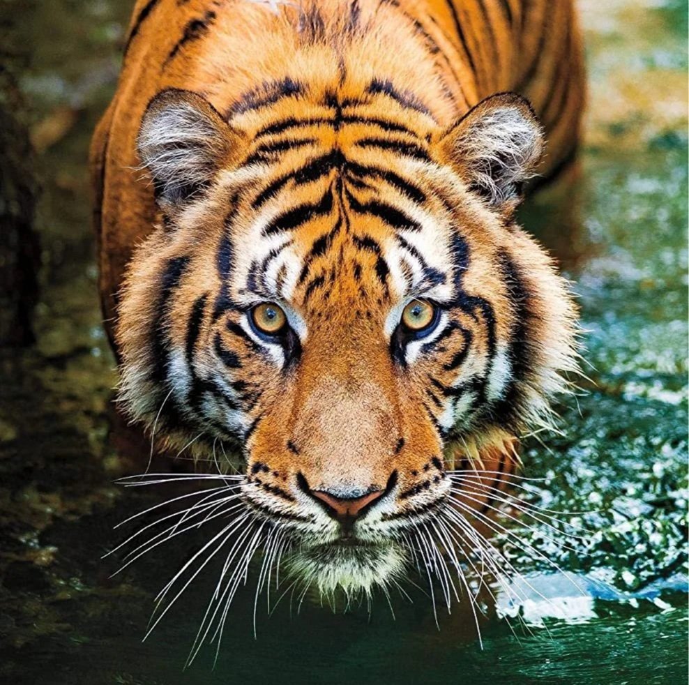 tiger water 2022.jpg