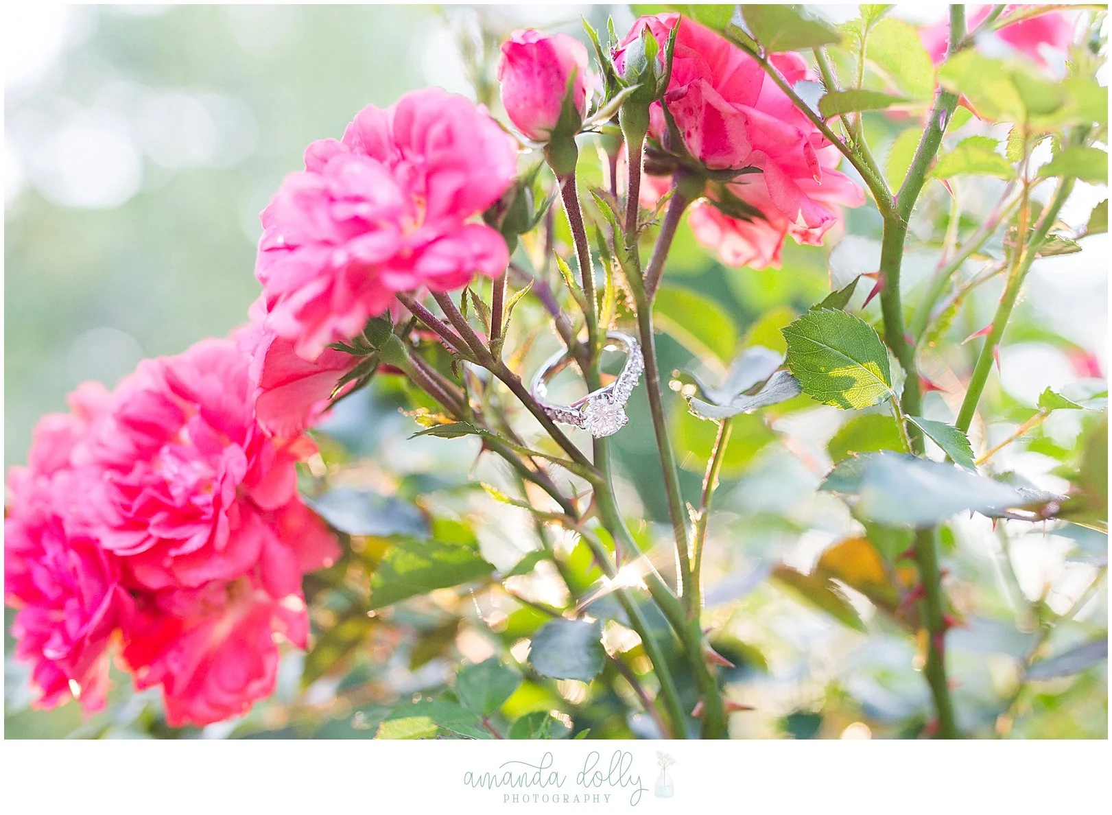 Frelinghuysen Arboretum Engagement Photography