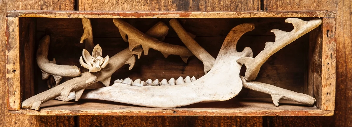Jaw Bone Box