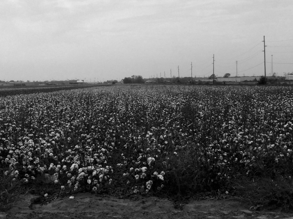Cotton Fields - Mississippi. Photo by M.A. Caudel