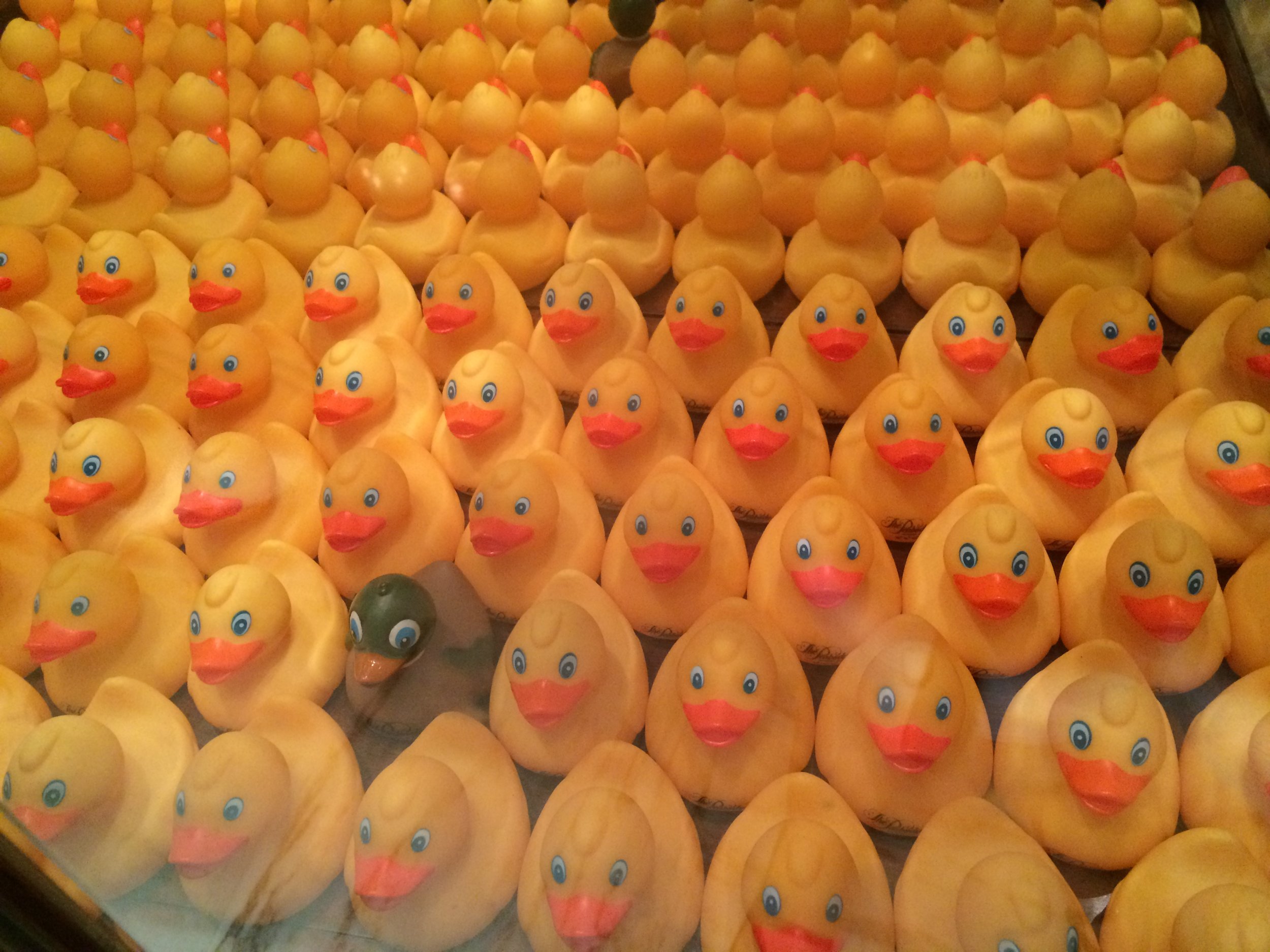 Don't be a sitting duck.