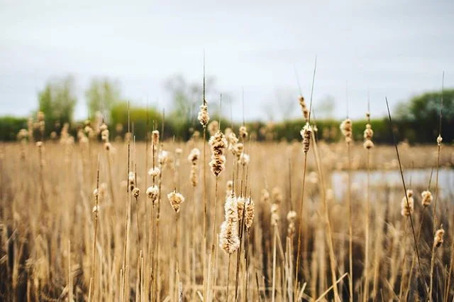 Gloomy nature walks are better than zero nature walks