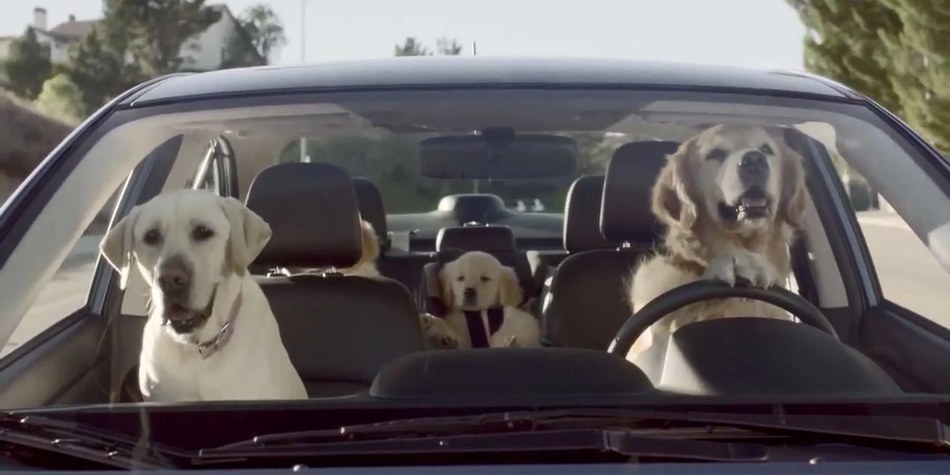dog-proof-car-indianapolis-detailing.jpg