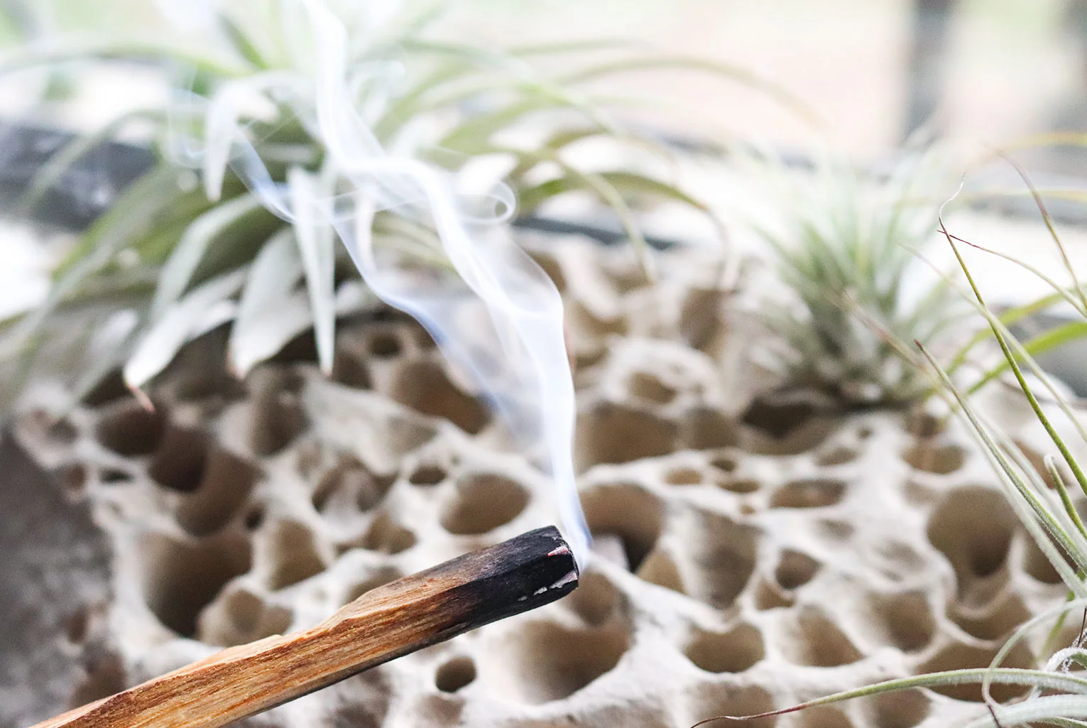 palosanto3.jpg