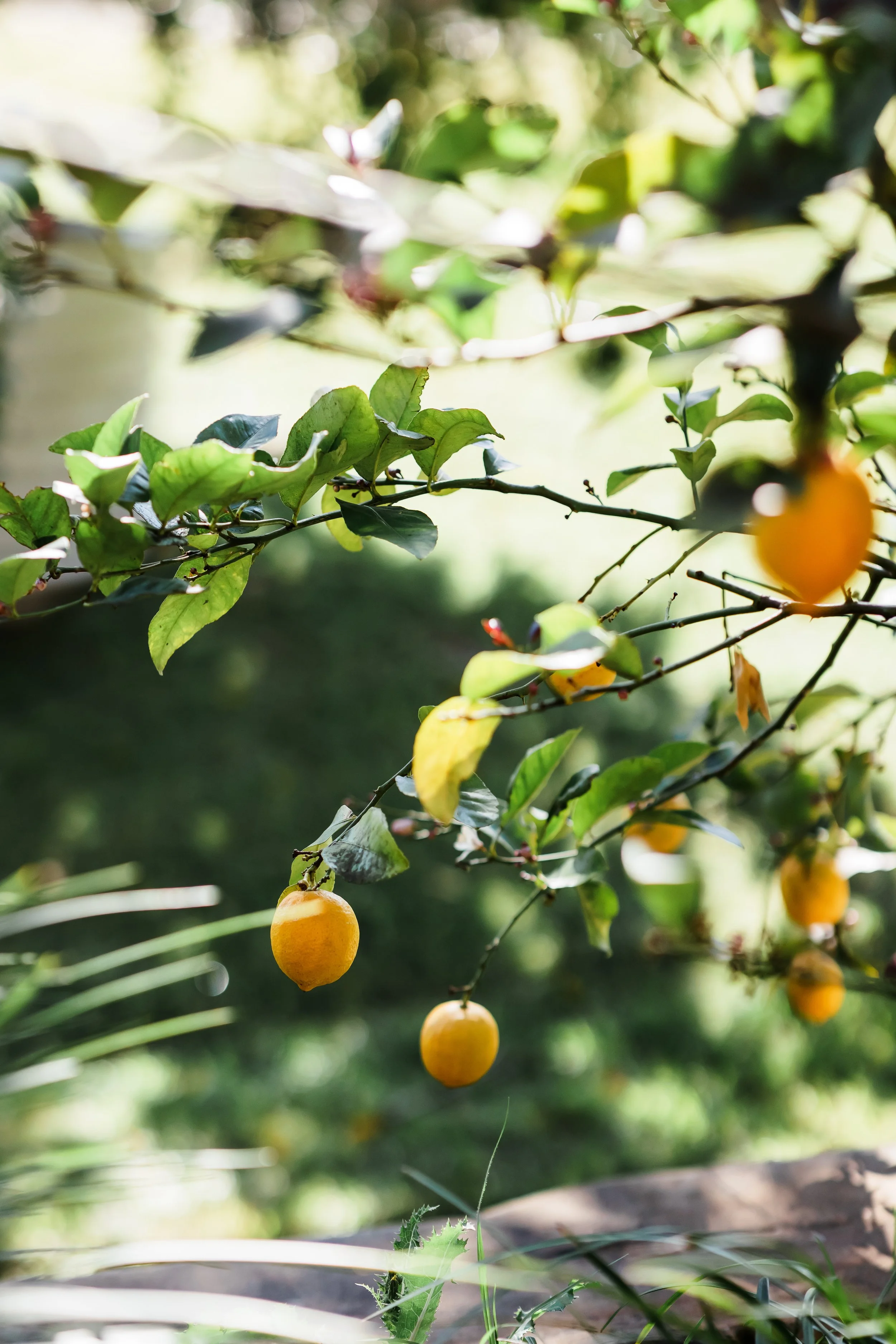 GENEVIEVE & LACH - 343.jpg