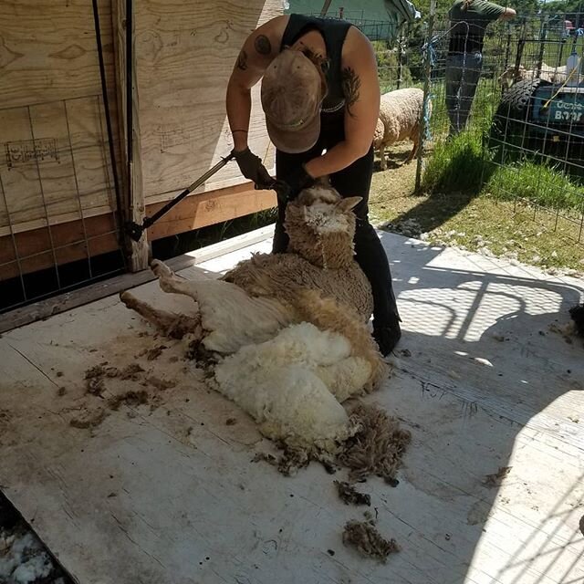 Our sheep Shearer Lora doing a fabulous job! Our Cormo flock is very happy and we now have a mound of new fleeces for sale!