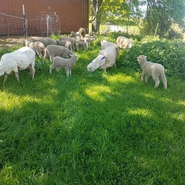 The Cormo girls and their lambs are happy to be eating after fasting before they were sheared.