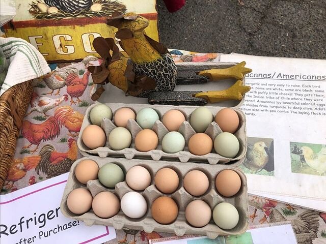 What's Happening at Butte Mountain Farm?  Lots of soy/corn-free eggs, garden plants, and veggies! E-mail us for an updated list. Sign up to get our e-mails at buttemountainfarm.com or request current lists buttemountainfarm@gmail.com