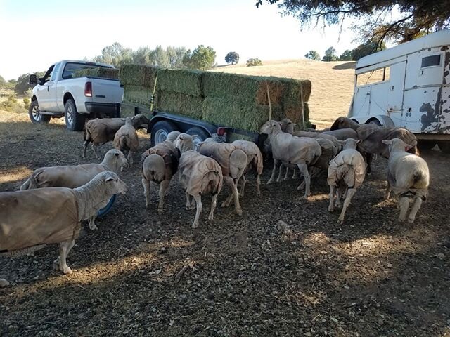 Visiting Butte Mountain Farm to Pick up Orders  Lots of good food to order this week. Please ask to see the lists of produce and garden starts - buttemountainfarm@gmail.com  Sheep got a new load of alfalfa this week. It was a mob scene!
