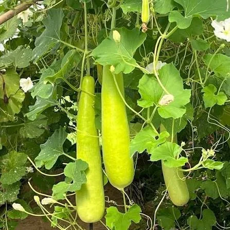 Come visit our booths in Carmichael and Gold River this Sunday! Gold River has a car show too!! You can also find our eggs at Davis Ranch in Sloughhouse. We have lauki gourds! New Cormo sheep joined our flock in June!