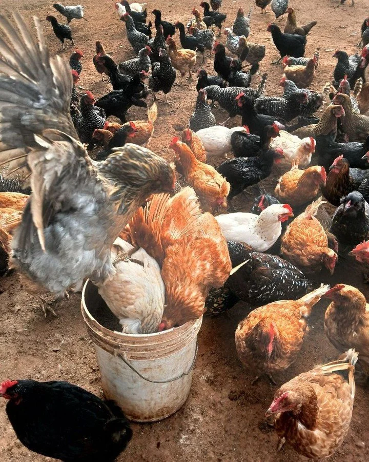 Egg production has dropped but they are still ravenous! This group will be on its way to "freezer camp" next week and come back all wrapped. They will make wonderful corn and soy free stewing hens! Contact us if you want to learn more! butt