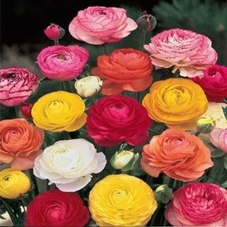 Yeah! Market Time! Spring is almost here - come and get an assortment of spring bulbs to plant in your gardens!