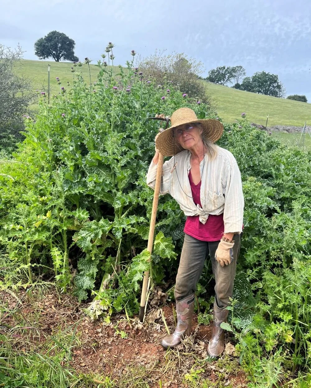 Thistle battle to get area ready for squash planting!
