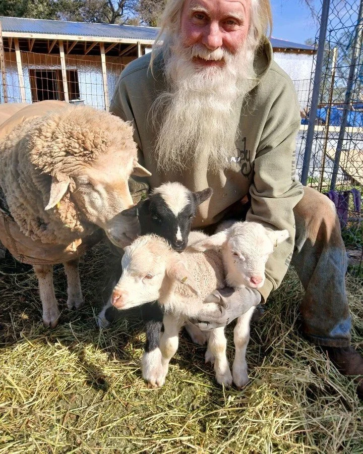 Winter is a bit slower vegetable-wise, but not for animals! It's lambing season!!