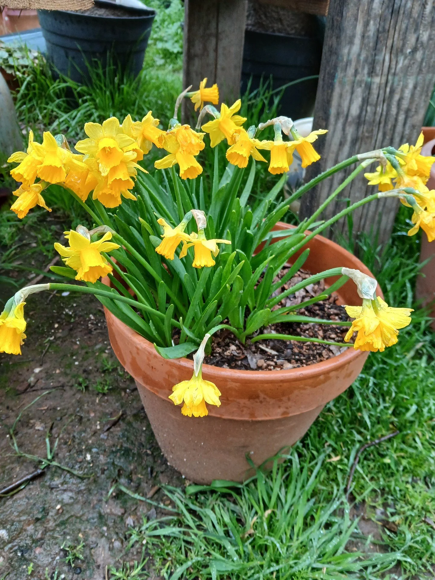 Spring? Definately! Baby chicks, greens for salads, blooming bulbs and sandhill cranes flying overhead!
