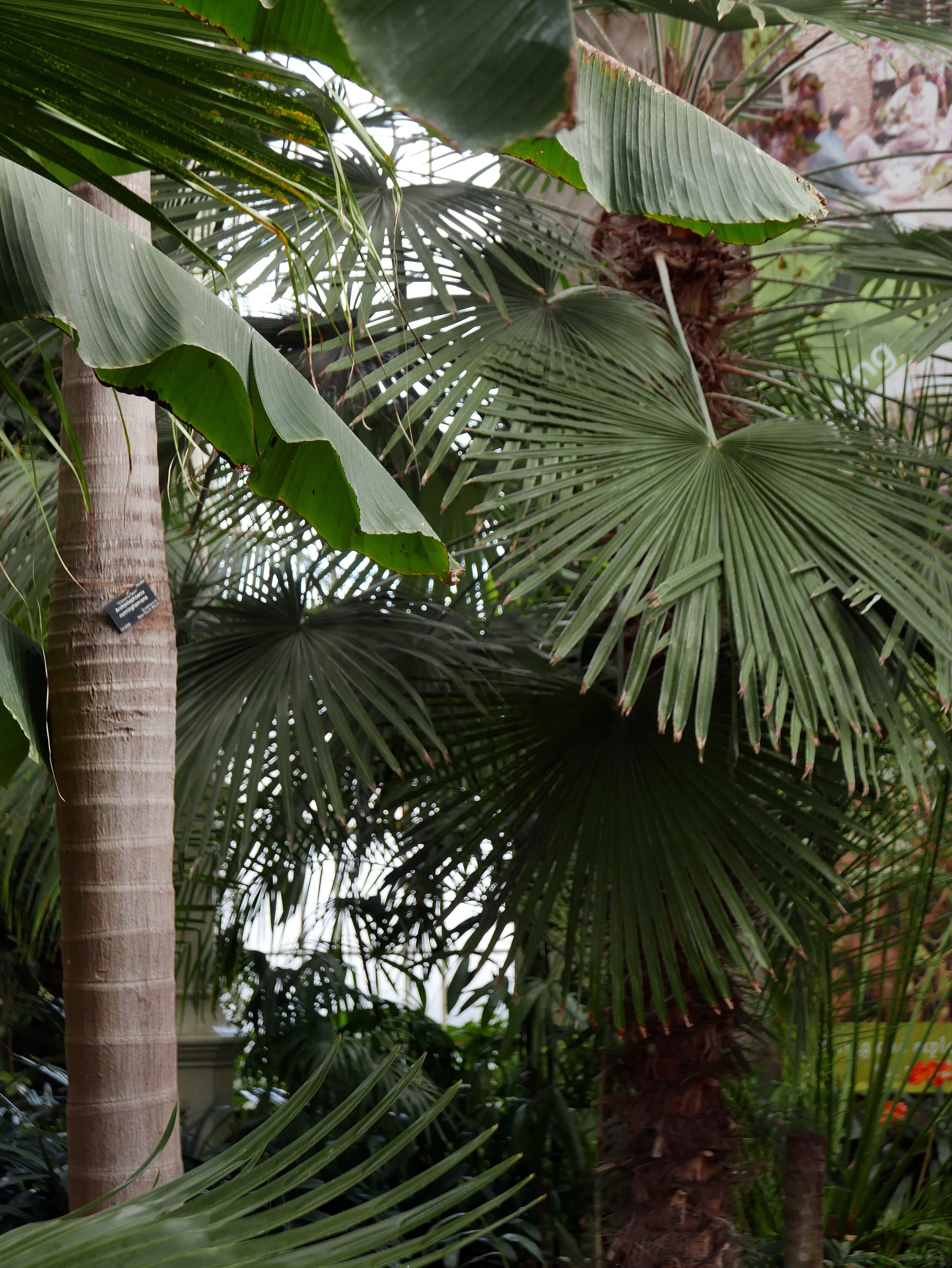 Rhythms Human Design of the Menstrual Cycle.jpg