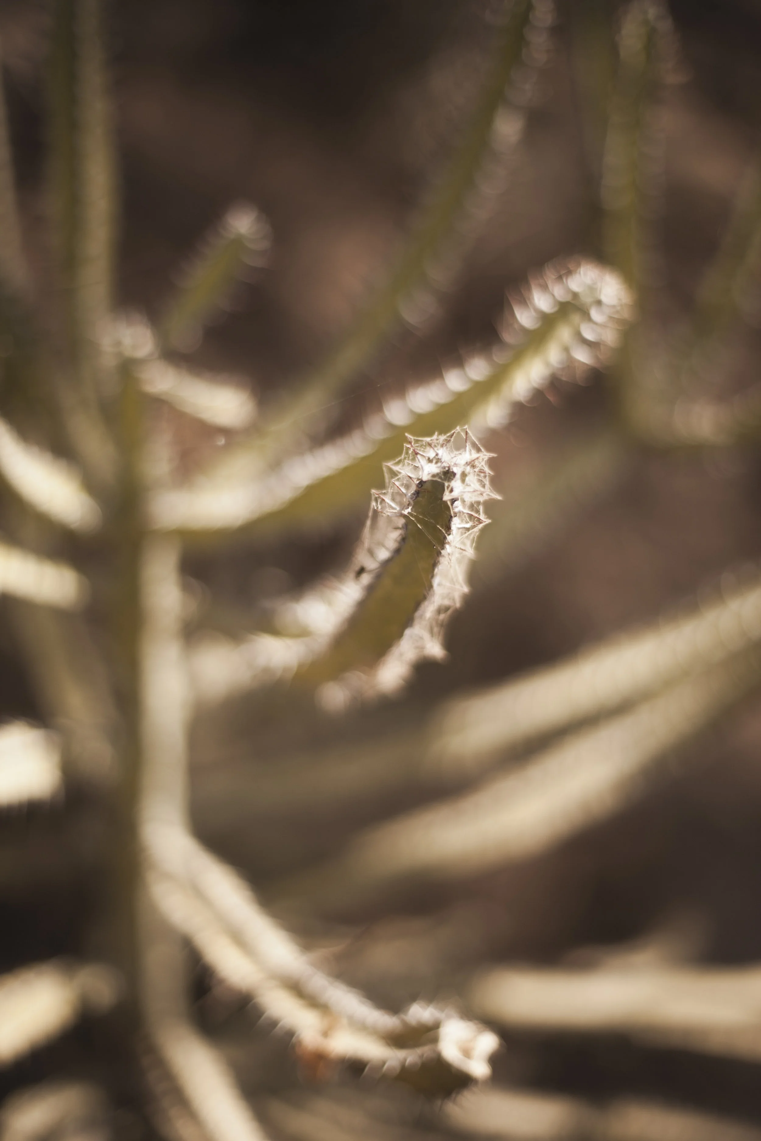 _MG_3983.jpg