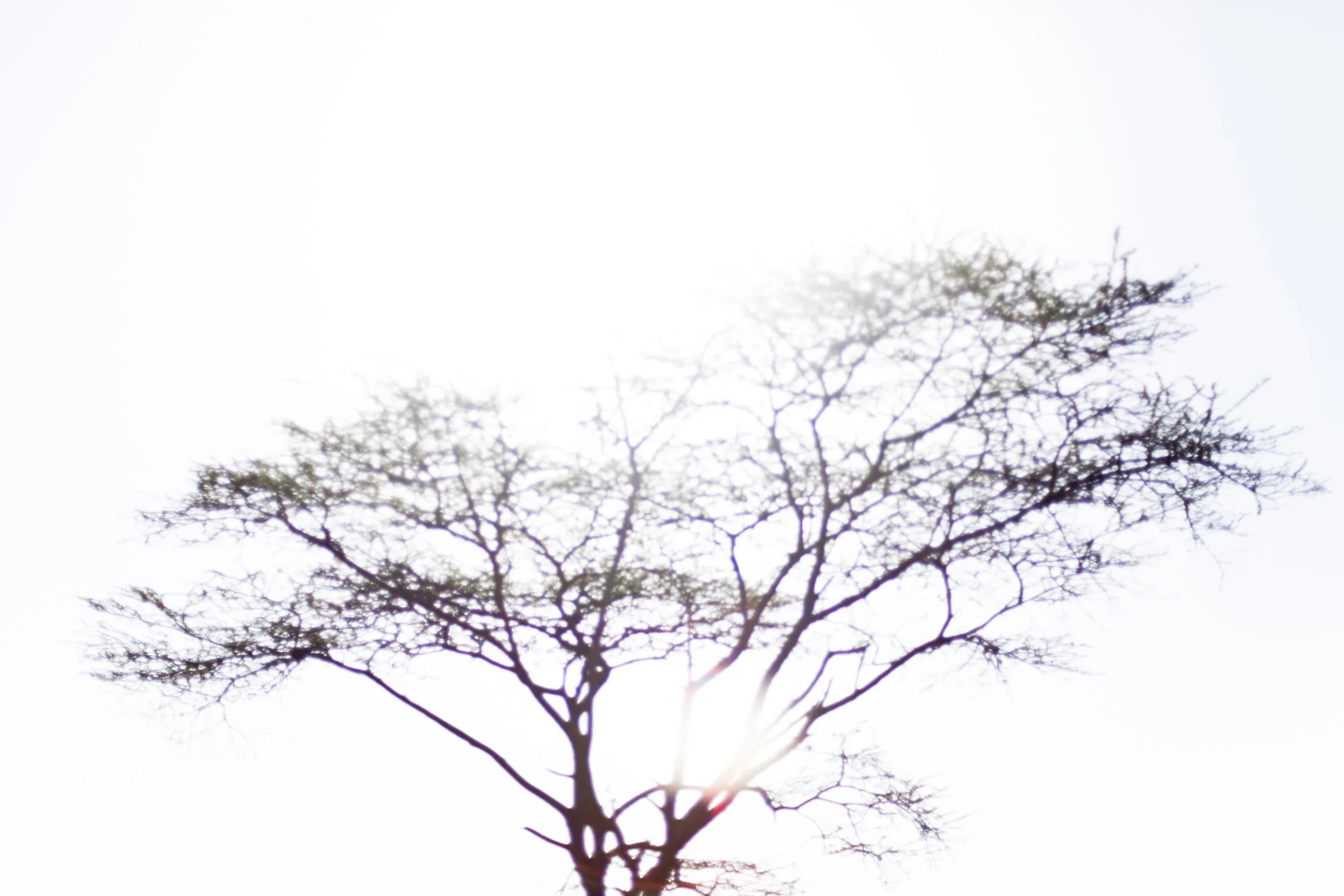 _MG_4037.jpg