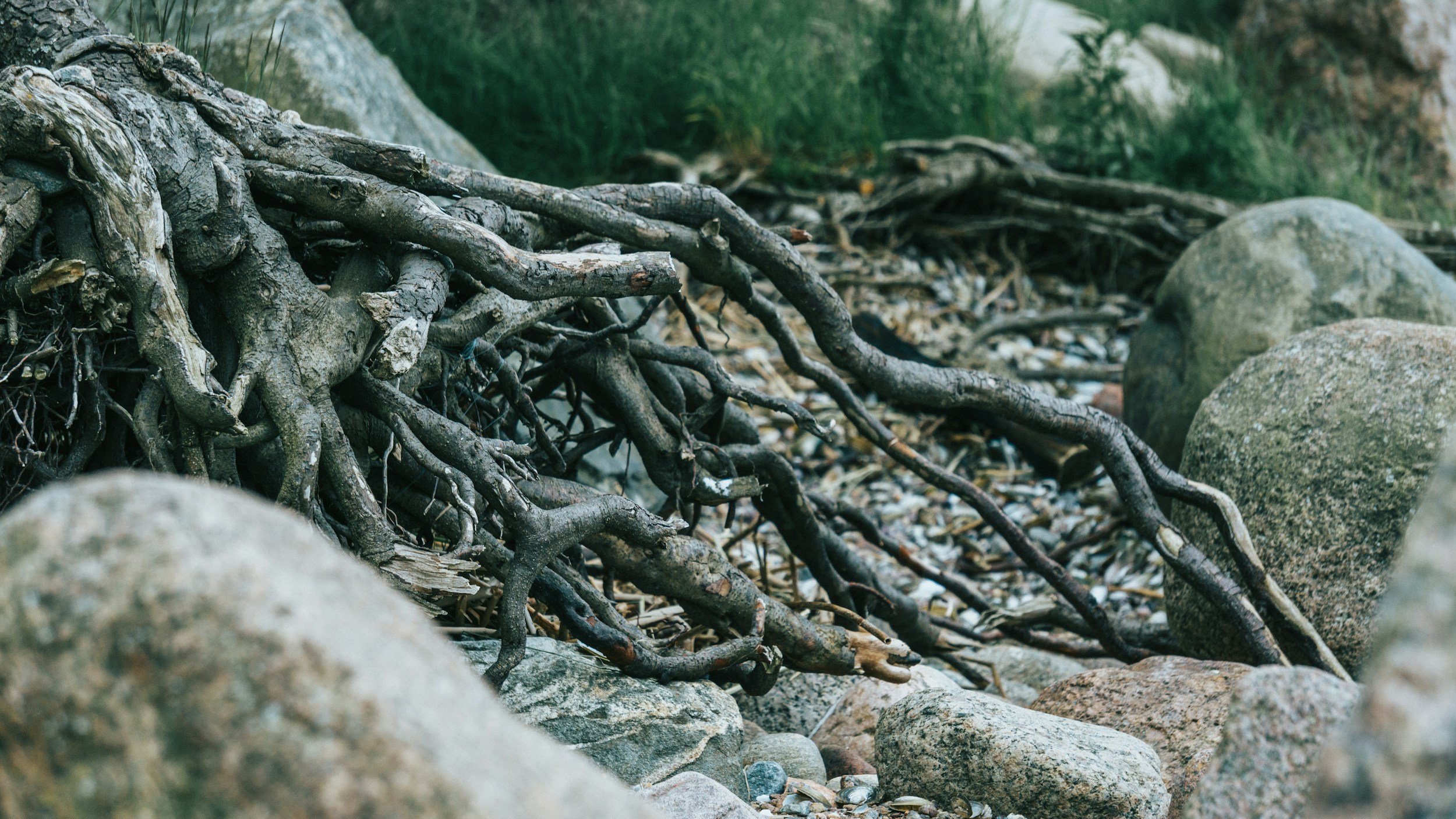 Adults who want help finding relief for their anxiety and stress. They want to get to the root of their childhood trauma.