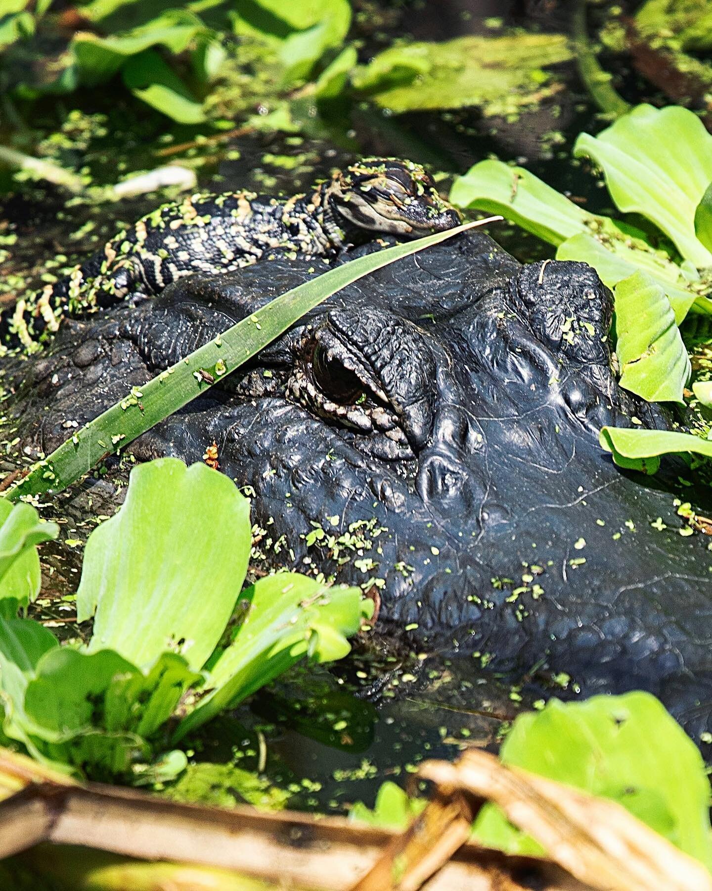 Baby gator season ❤️ They&rsquo;ll be hatching through the next month! Be mindful of them, they are so small and blend in well and mom is always nearby. Alligators are wonderful moms and it makes me so happy to see this! Do you have a favorite animal