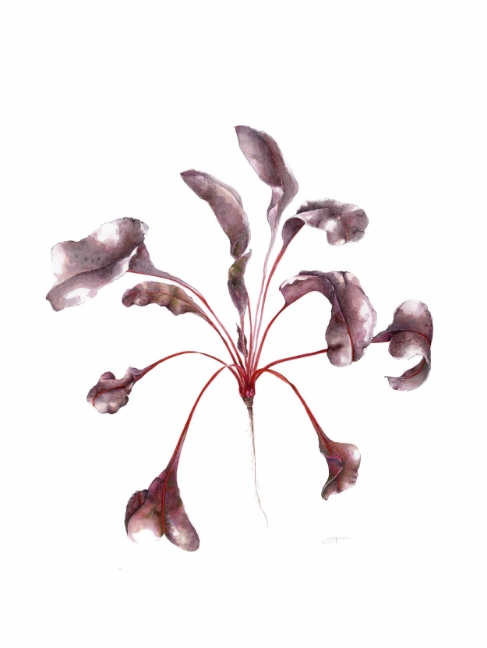 Sliver beet