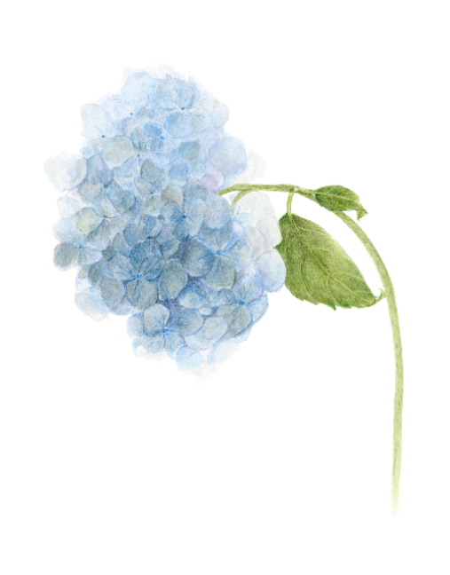 Blue hydrangea