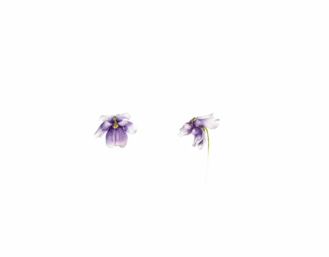 Native violets