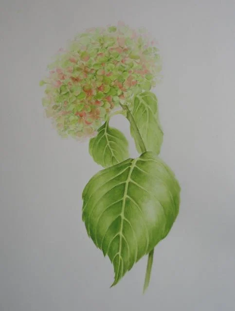 Green hydrangea