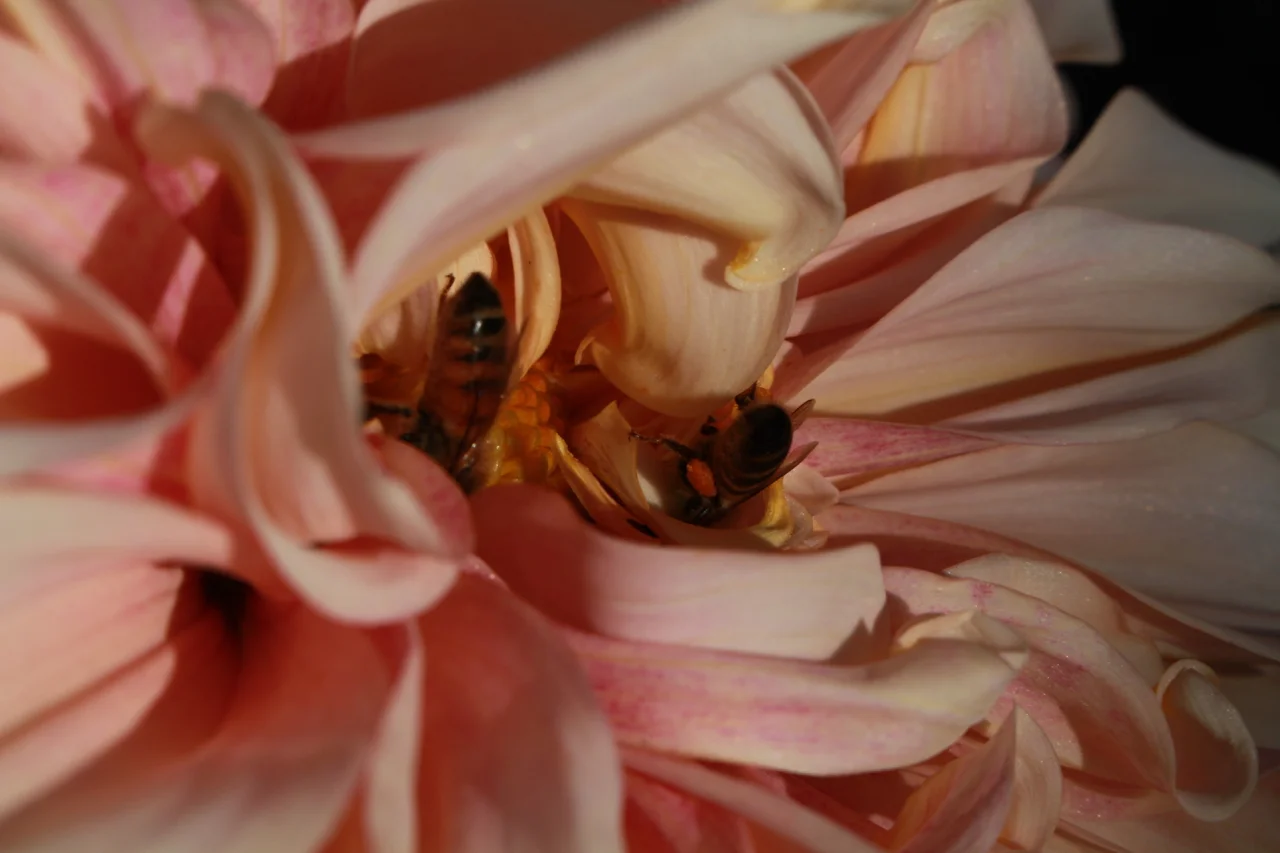 Cafe au lait with happy bees