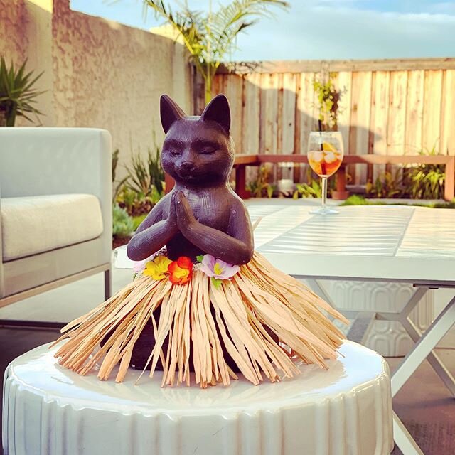 Garden cat getting dressed up for #aztikioasisathome