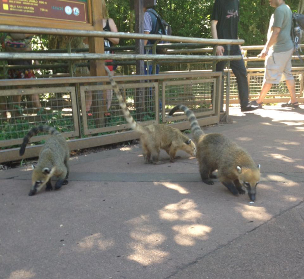 The Coati
