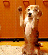 retrieve.gif