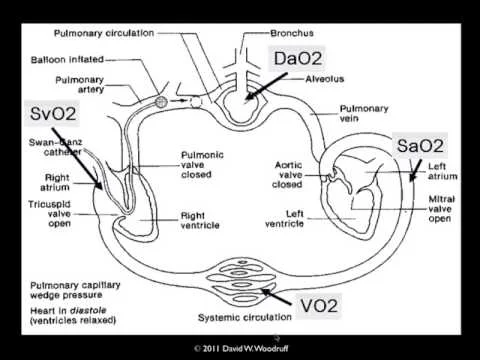 VO2: oxygen consumption SVO2: percentage of oxygen bound to hemoglobin in blood returning to the R side of the heart SaO2: oxygen saturation, i.e. how much hemoglobin has oxygen DaO2/Do2: delivery of arterial oxygen