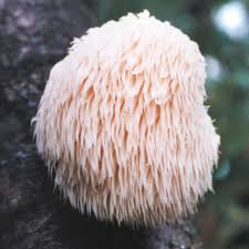 lions mane 1.png