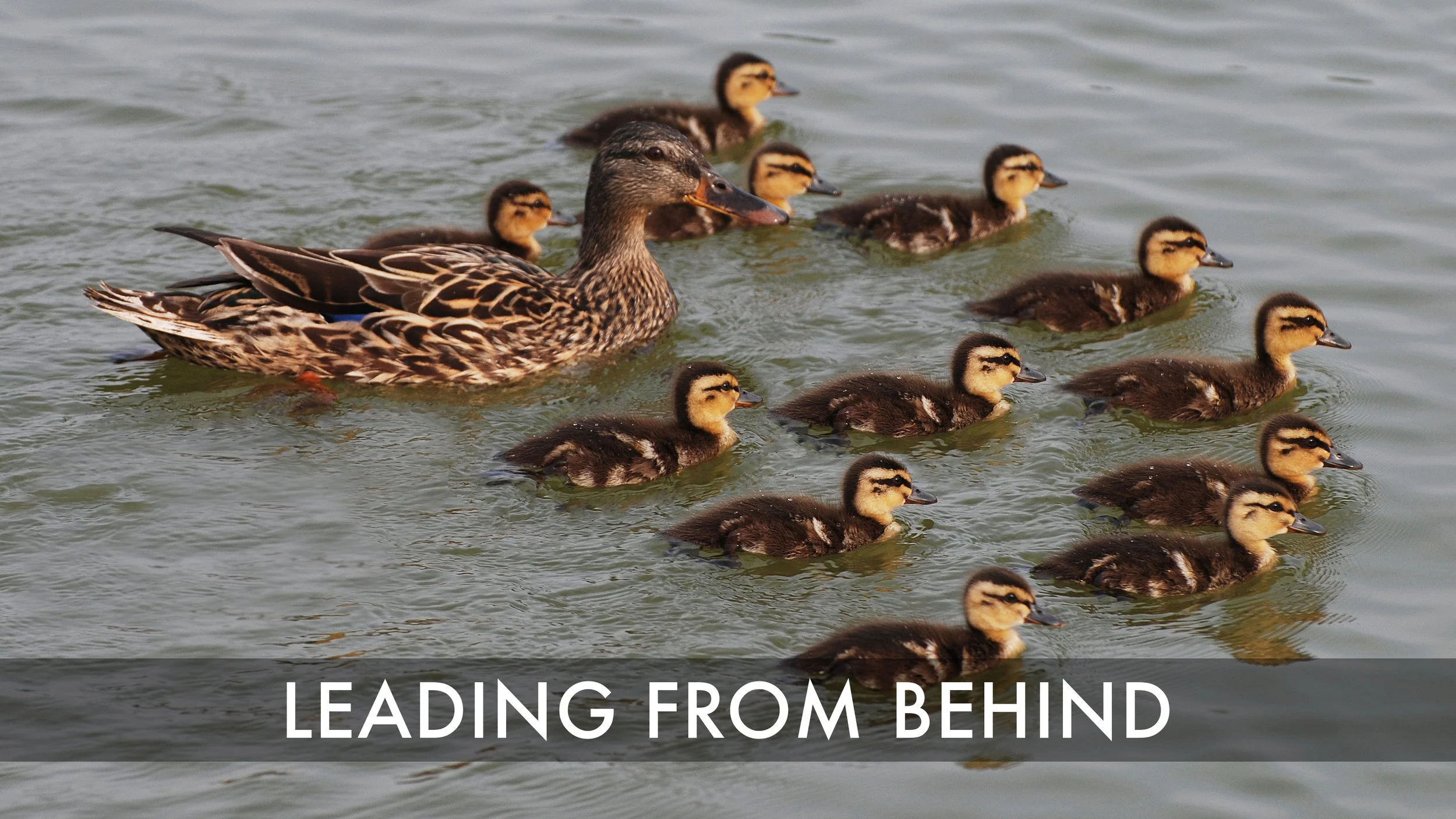Leading from Behind - 12 Ducklings and Mom.jpg