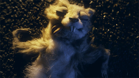 Squirrel-eye.gif