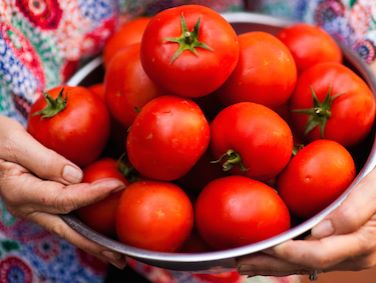 rosa holding tomatoes.jpg