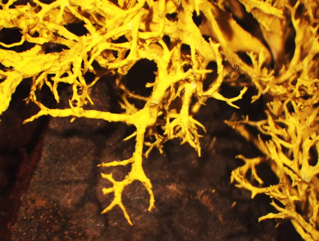 Figure 1: Lichen on redwood that looked much more interesting, in my opinion, through the microscope with the eye than this photographic representation
