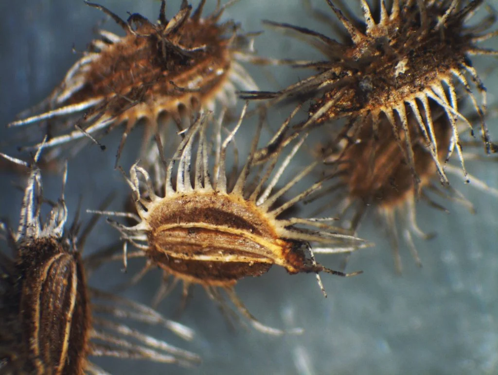 Figure 10: Seedpod