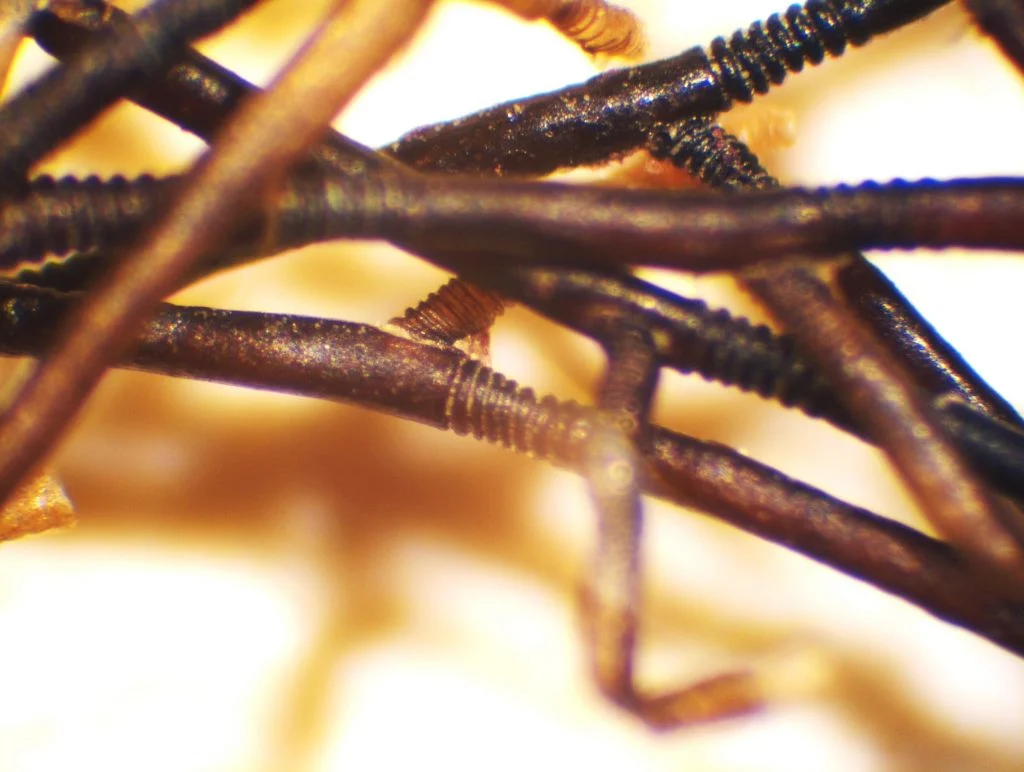 Figure 12: Seaweed