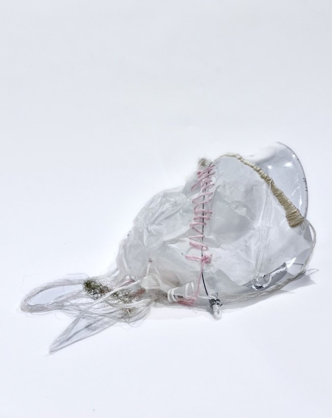 Josephine Truscott, Post-Bacc 2026