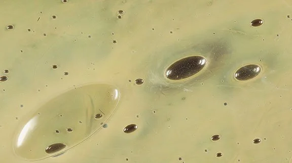 Lou Taylor, BFA 2027