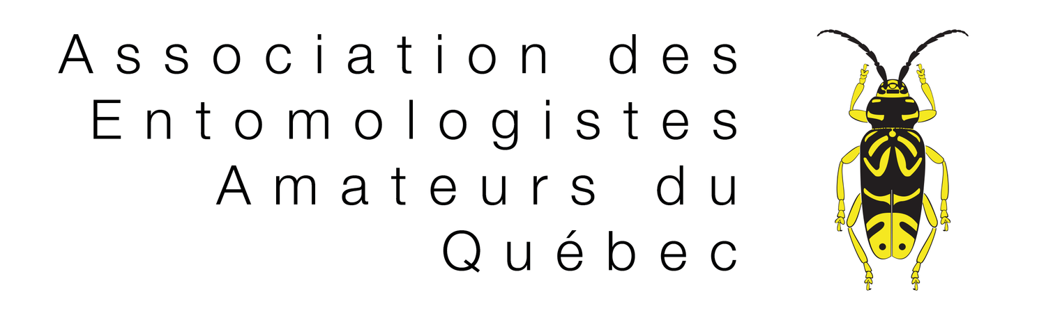association des entomologistes amateurs du Québec