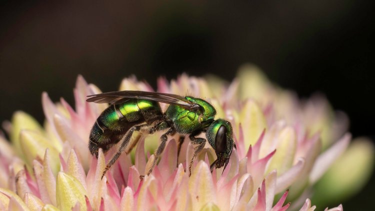 Insecte Quebec Insectes Québec - Association des Entomologistes Amateurs du Québec