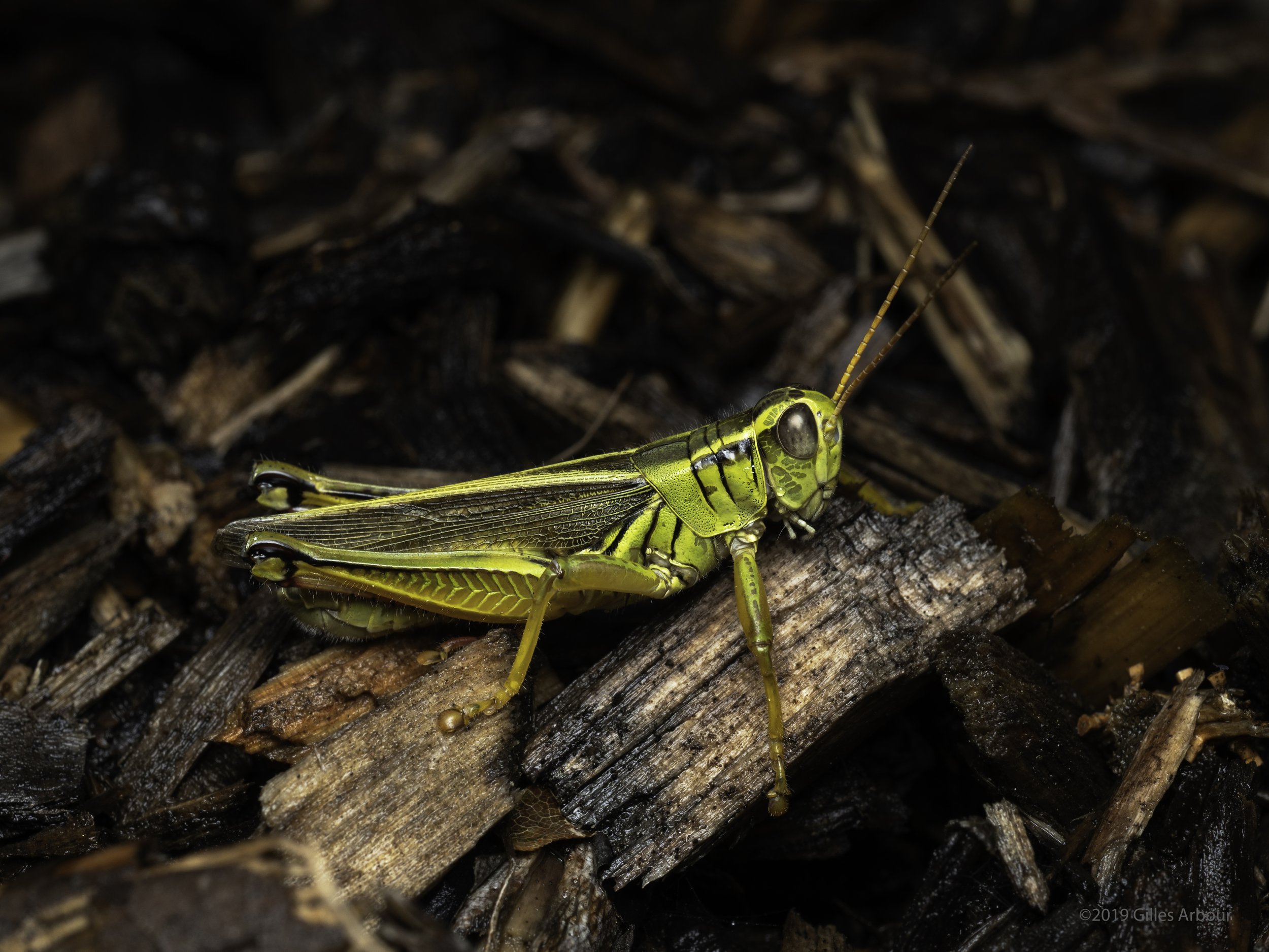 Locust .jpg