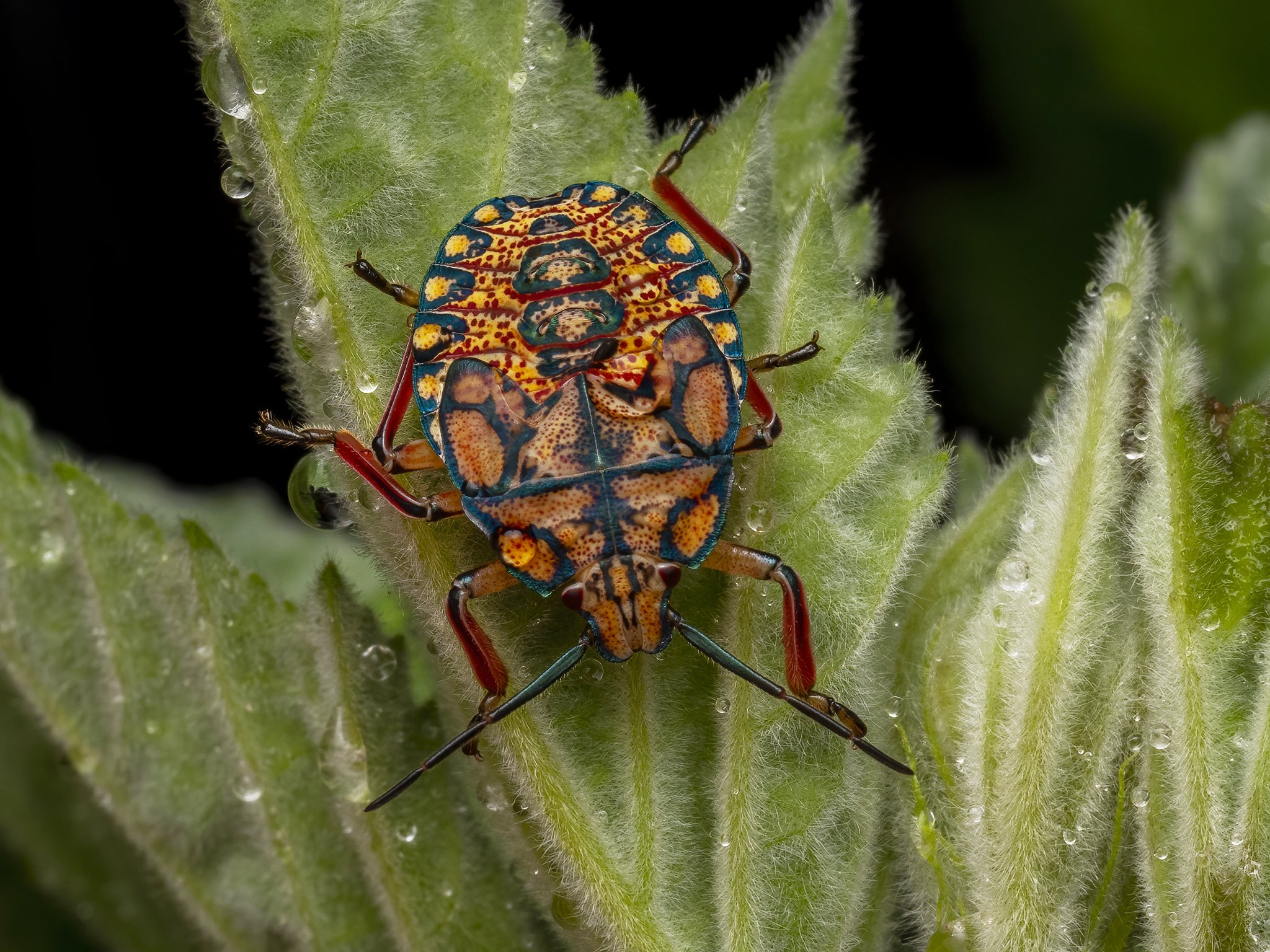 Pentatomidae.jpg